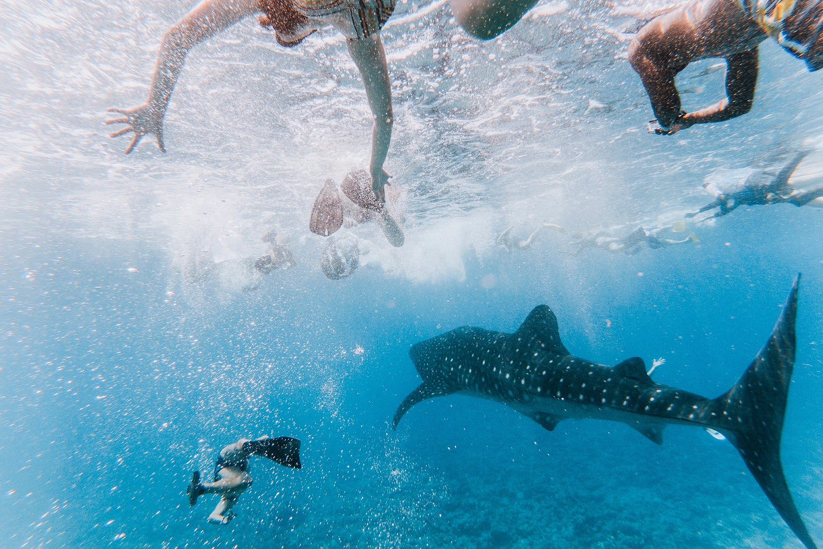 Swimming with whale sharks