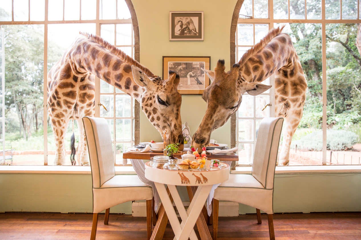 giraffes eating hotel breakfast through window