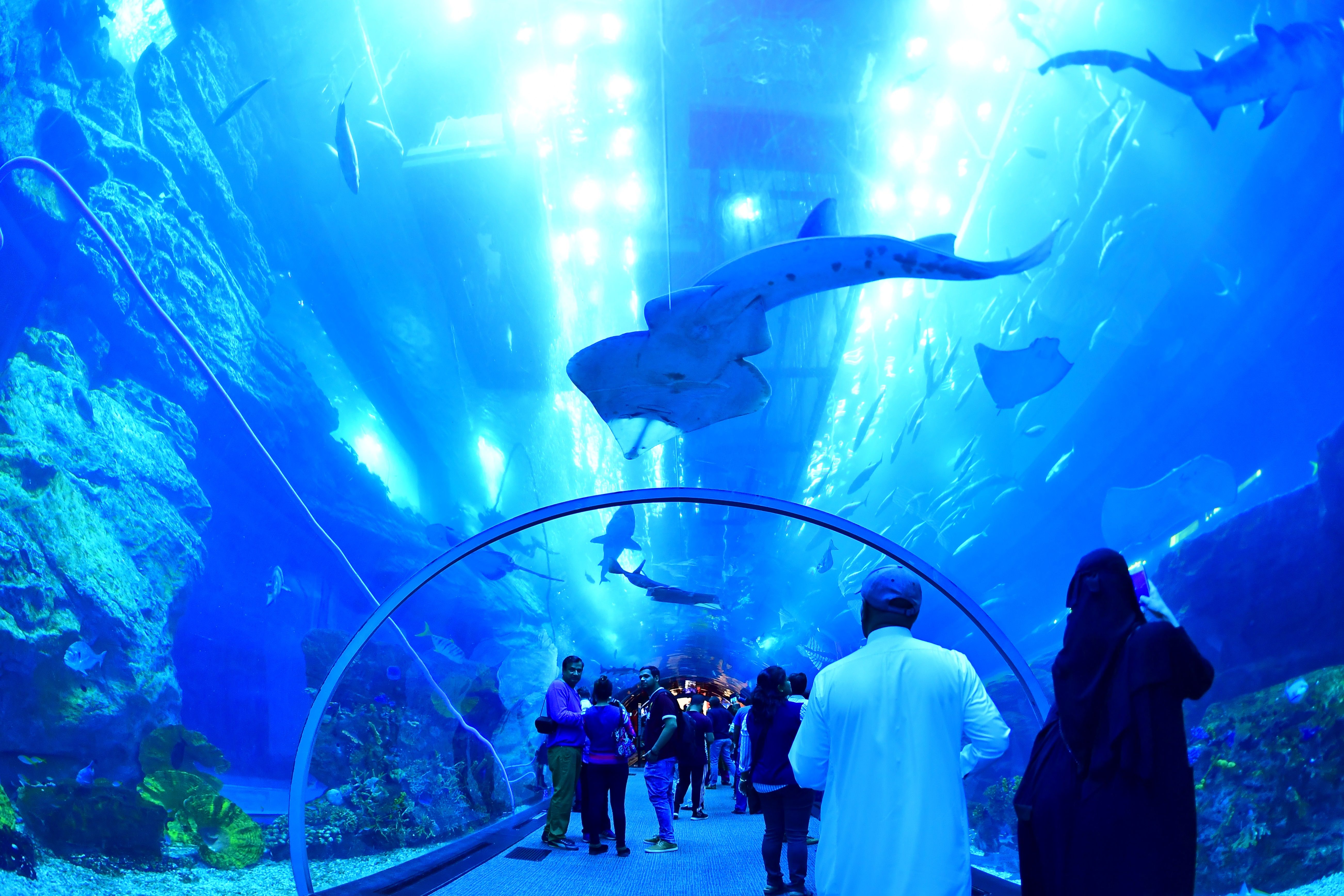 TOPSHOT - Tourists and locals visit the Dubai Mall aquarium in downtown Dubai on January 2, 2019. (Photo by GIUSEPPE CACACE / AFP) (Photo credit should read GIUSEPPE CACACE/AFP/Getty Images)