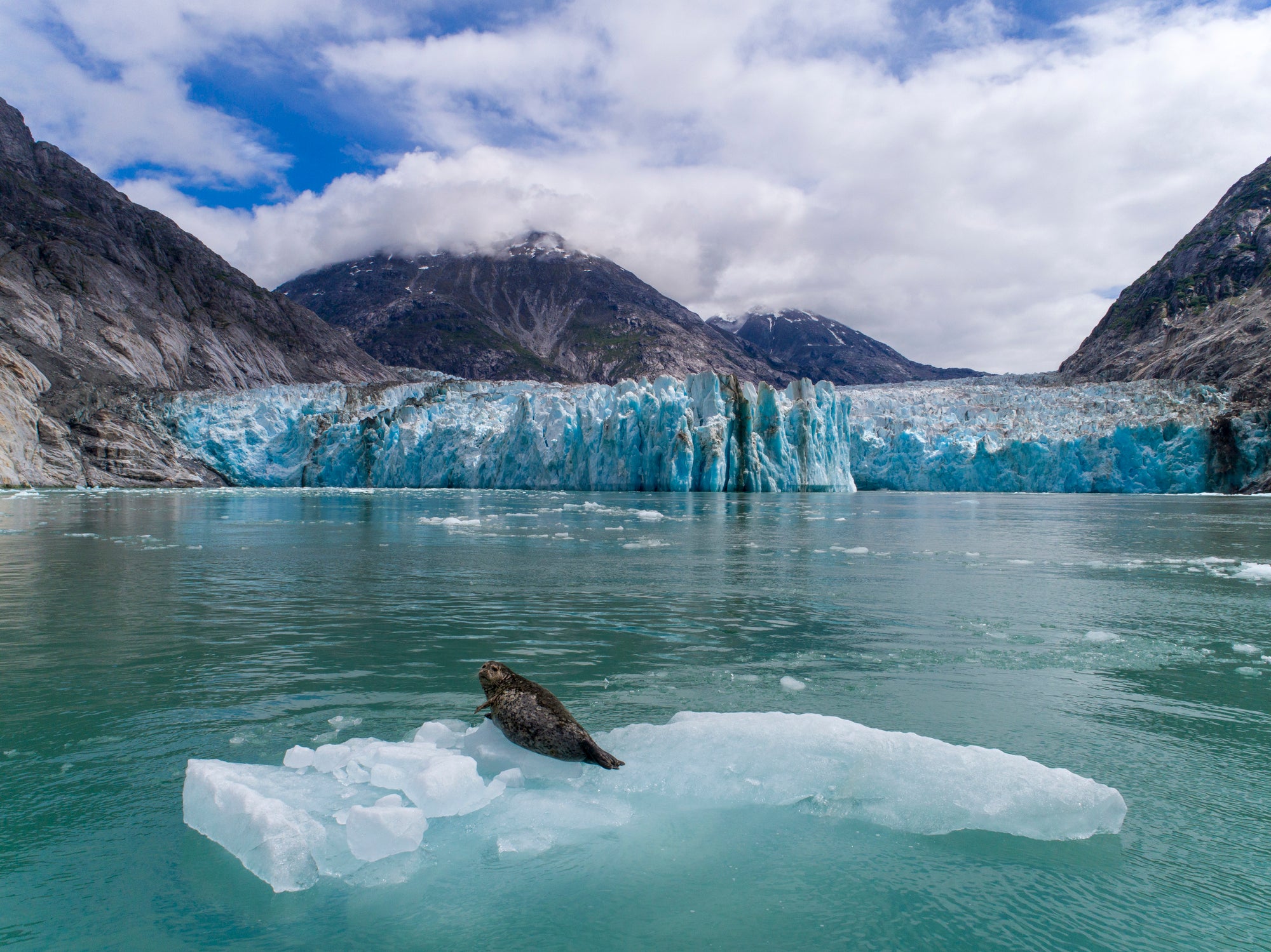 A cute harbor seal resting on an iceberg calved from Dawes Glacier at the Endicott Arm Fjord near Juneau, Alaska.