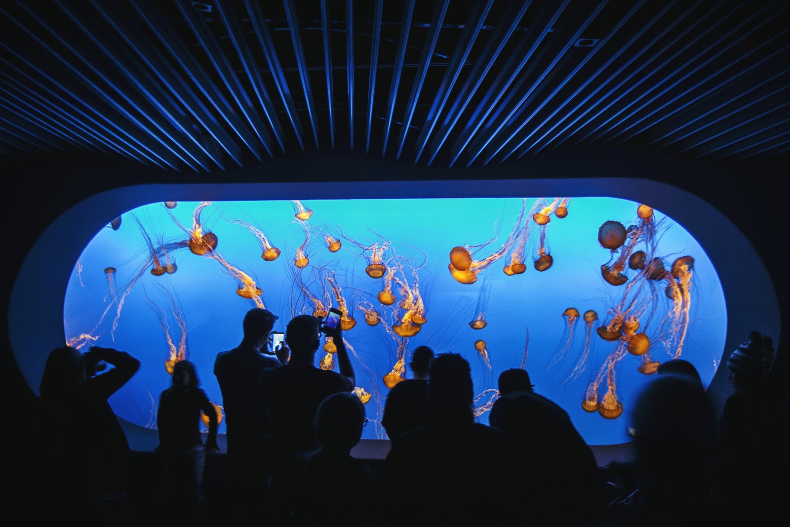 people in silhouette in front of jellyfish tank at the Monterey Bay Aquarium