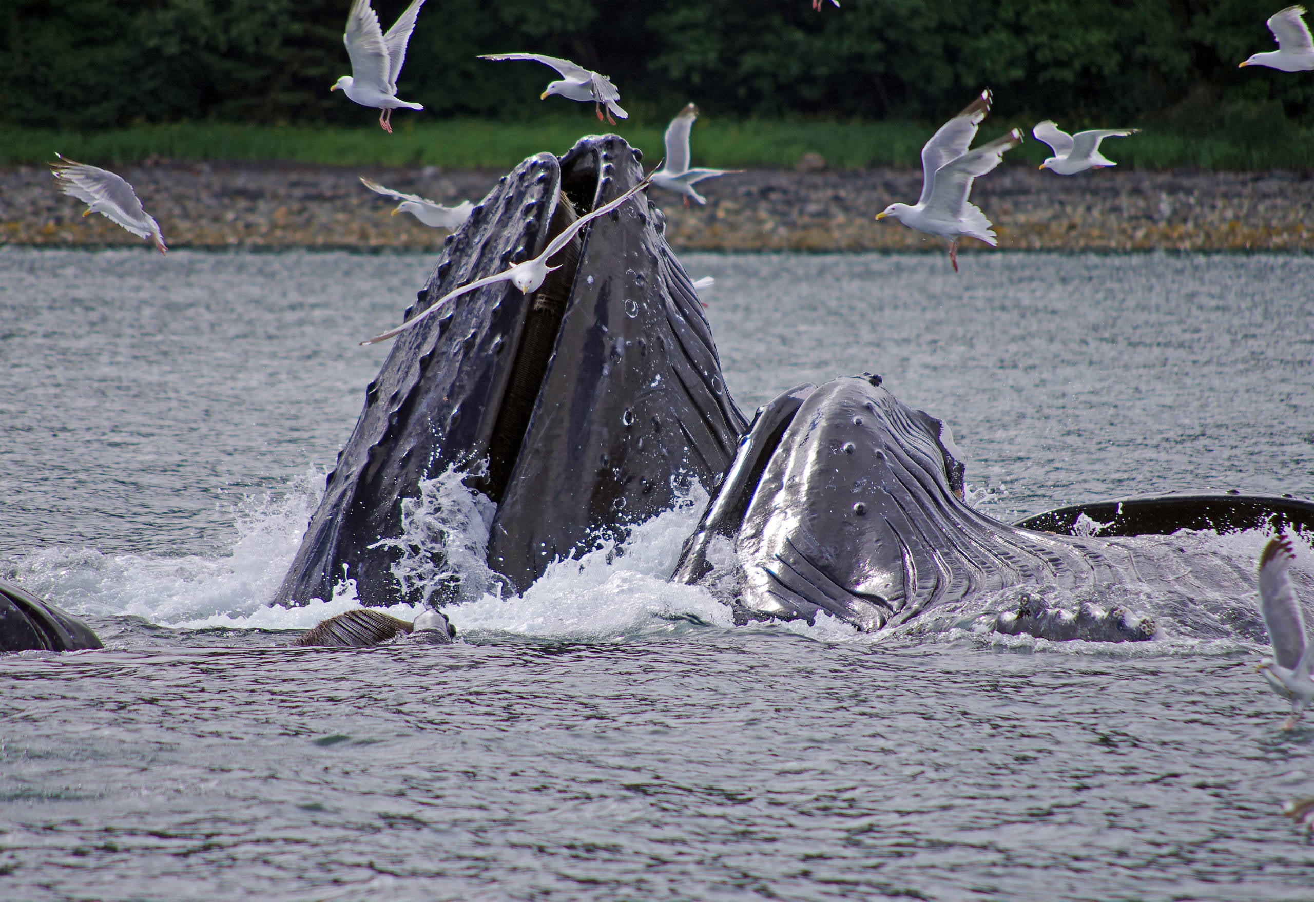 Whales in Alaska 