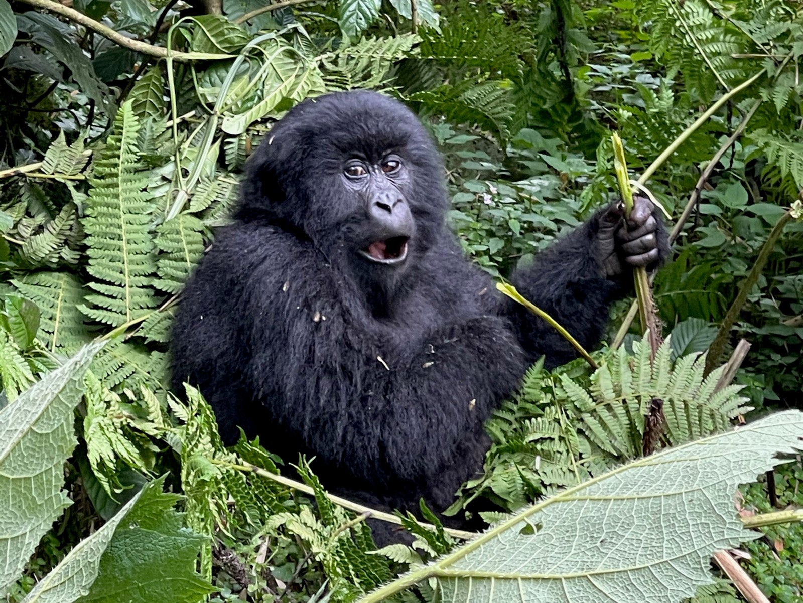 A gorilla in Volcanoes National Park, Rwanda.