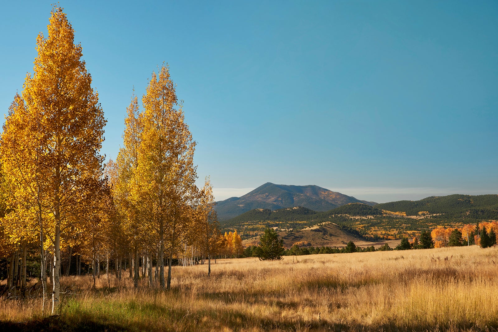 Autumn Aspen in Flagstaff