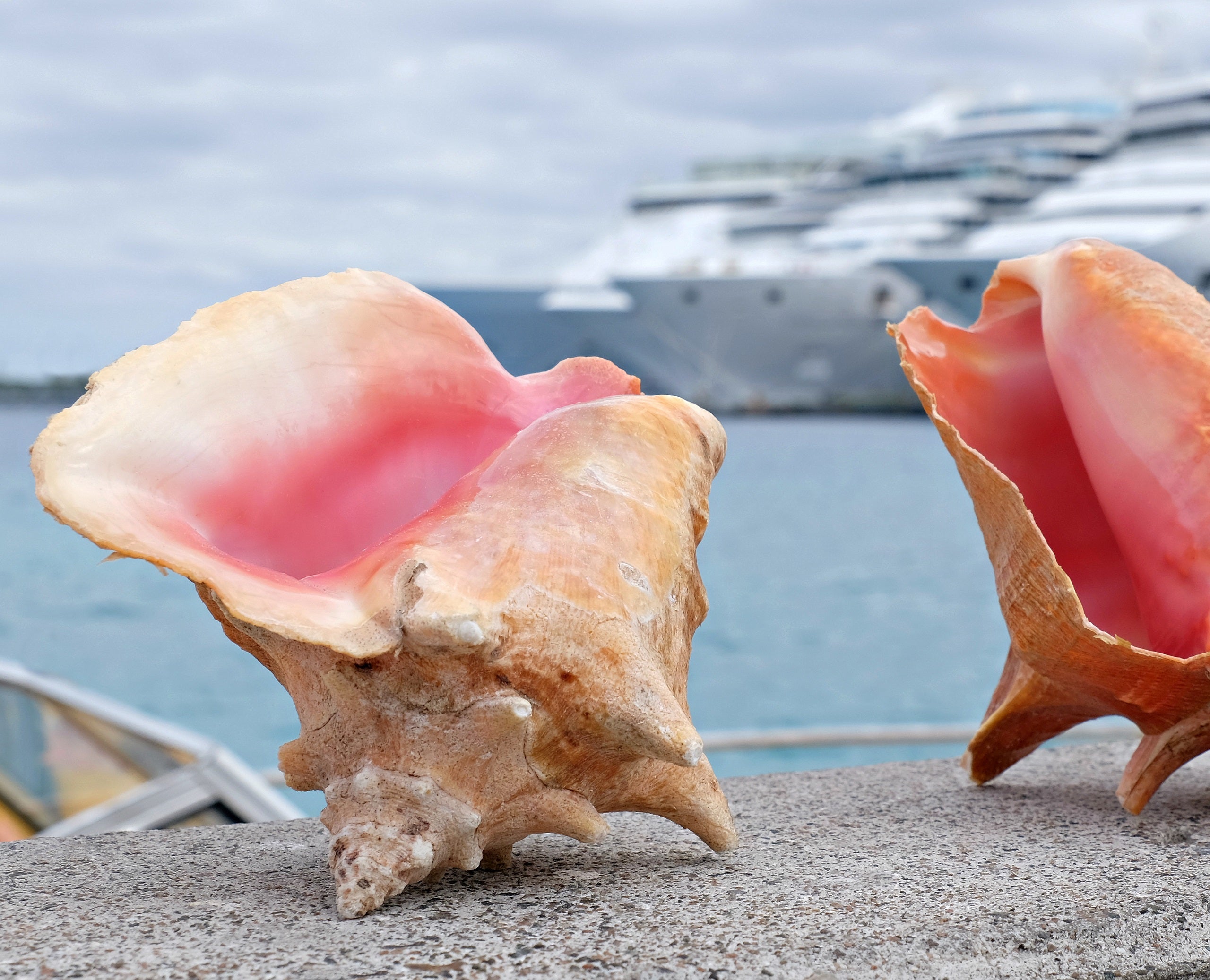 Two conch shells on a ledge overlooking the water with cruise ships in the background