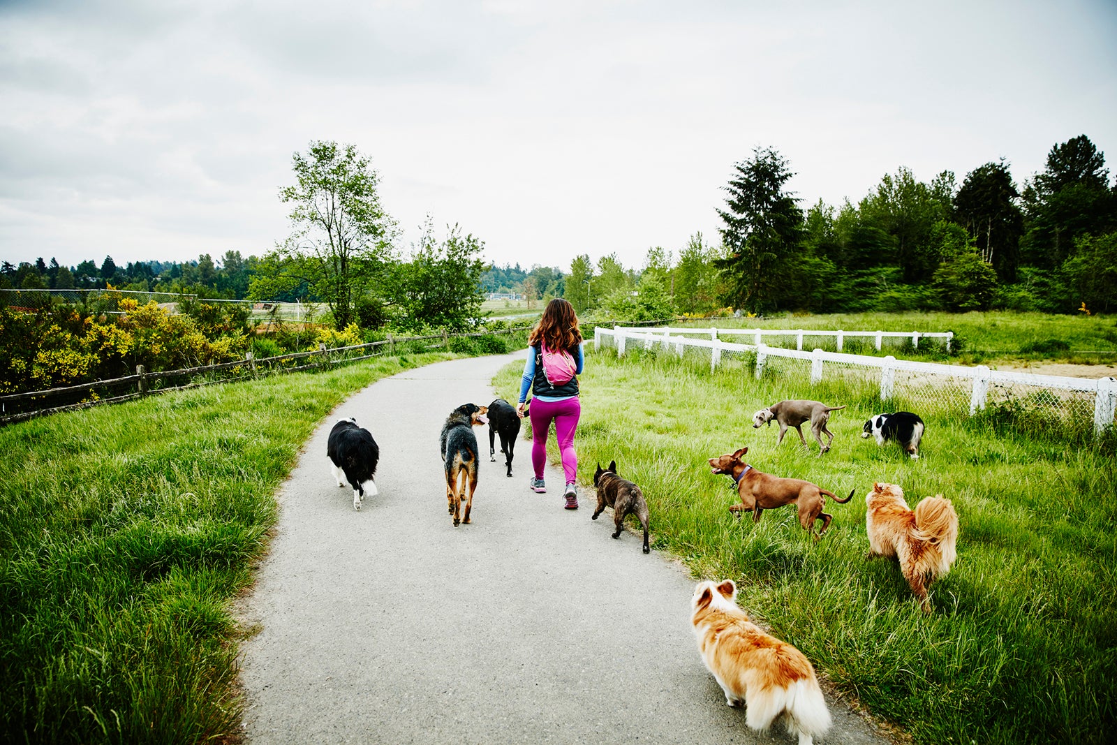 Woman with a large pack of dogs walking down a road