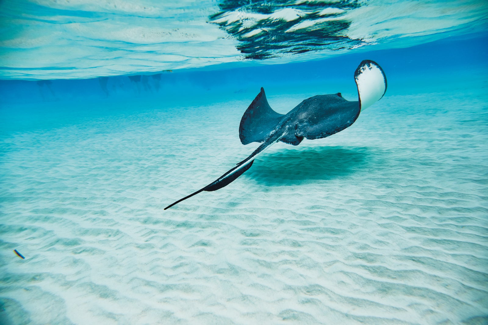 Stingray swimming beneath the waters of Grand Cayman