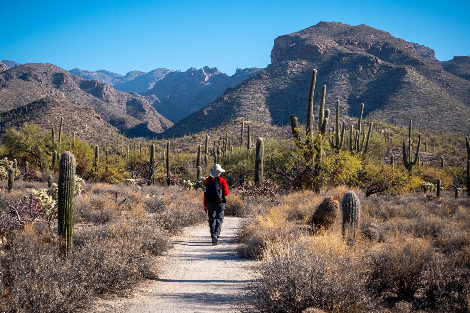 Person hiking on a trail with Saguaro cacti 