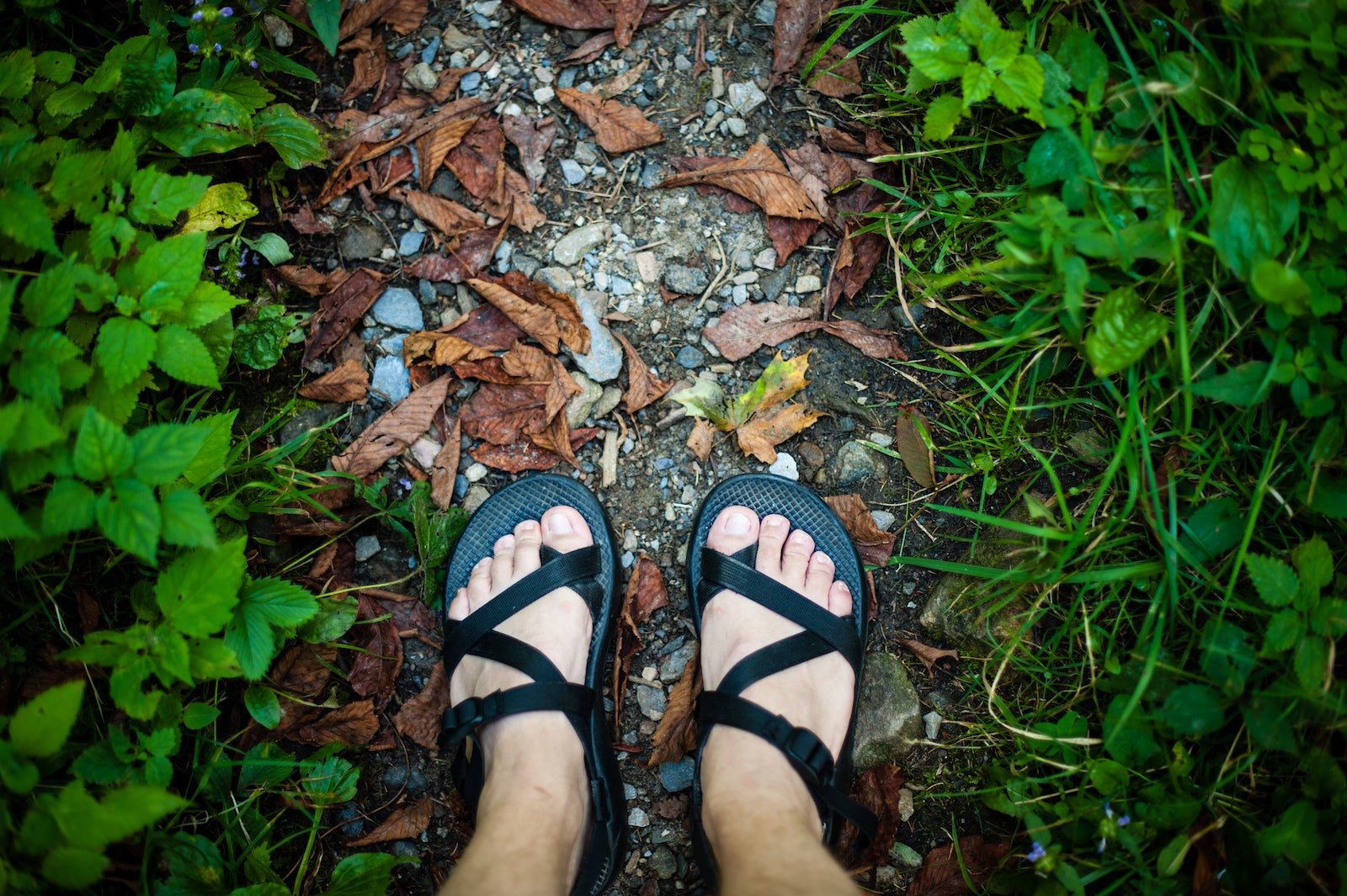 Feet in sandals on forest trail