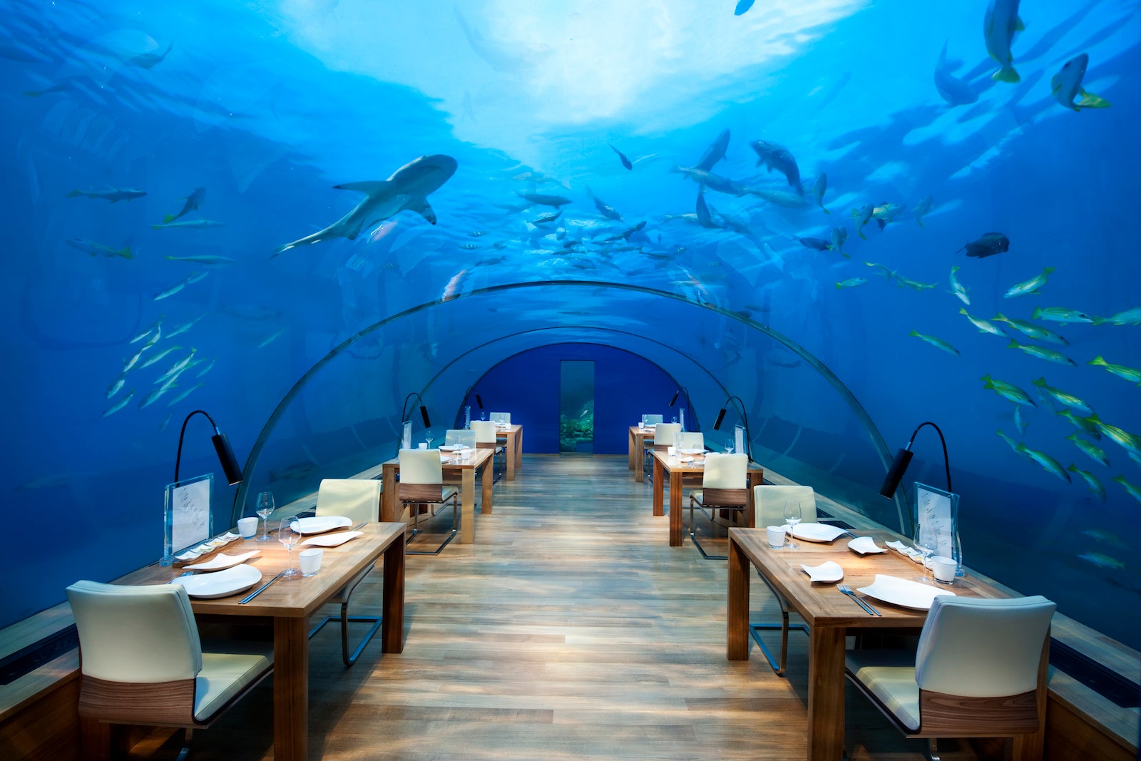 underwater restaurant with shark swimming overhead