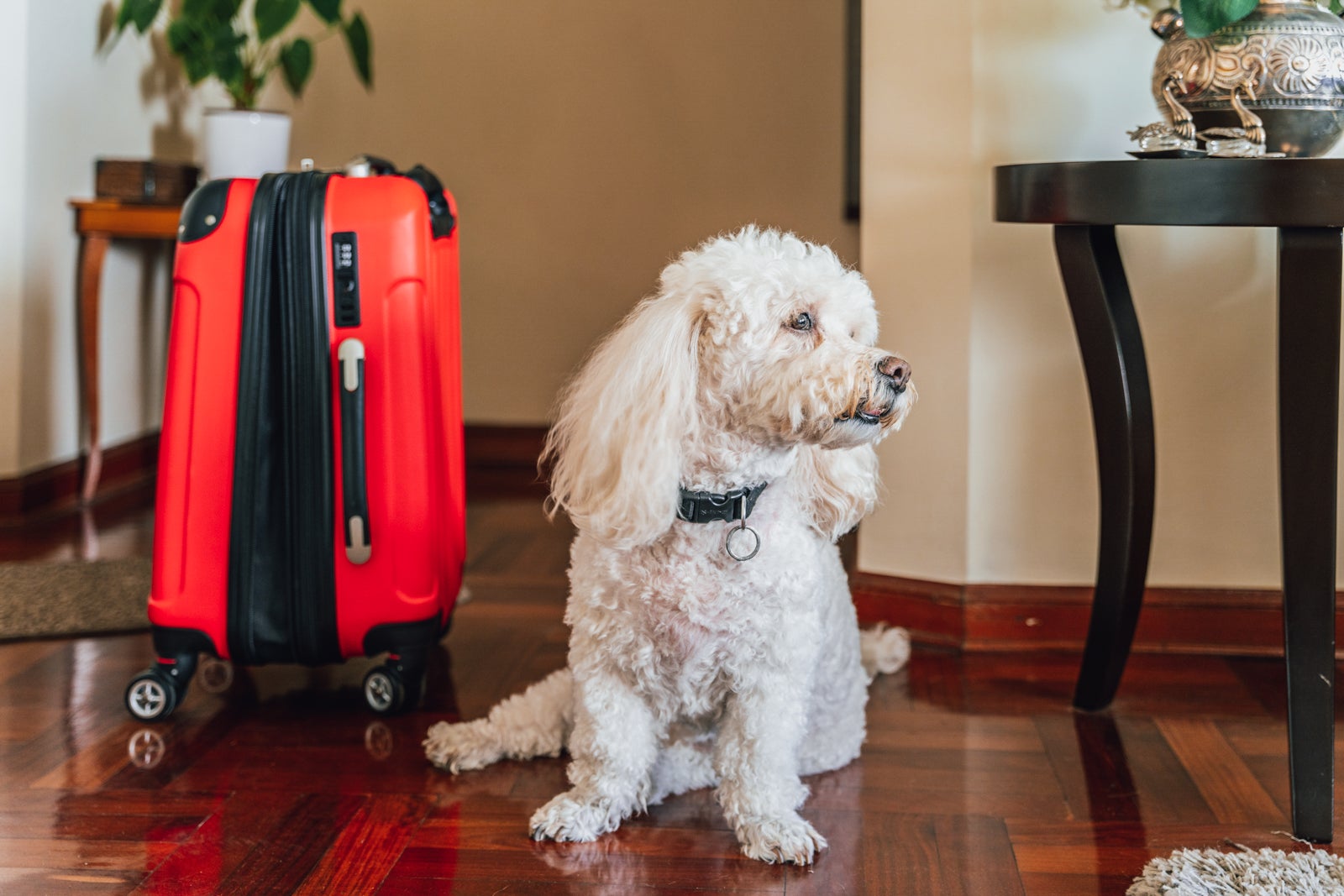 Dog in a hotel room