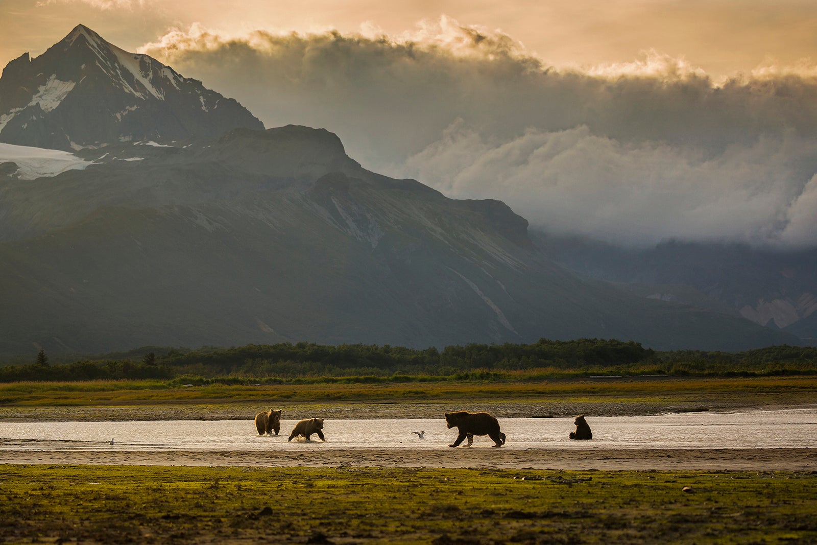 A group of brown bears wading in the water in front of mountains in Alaska