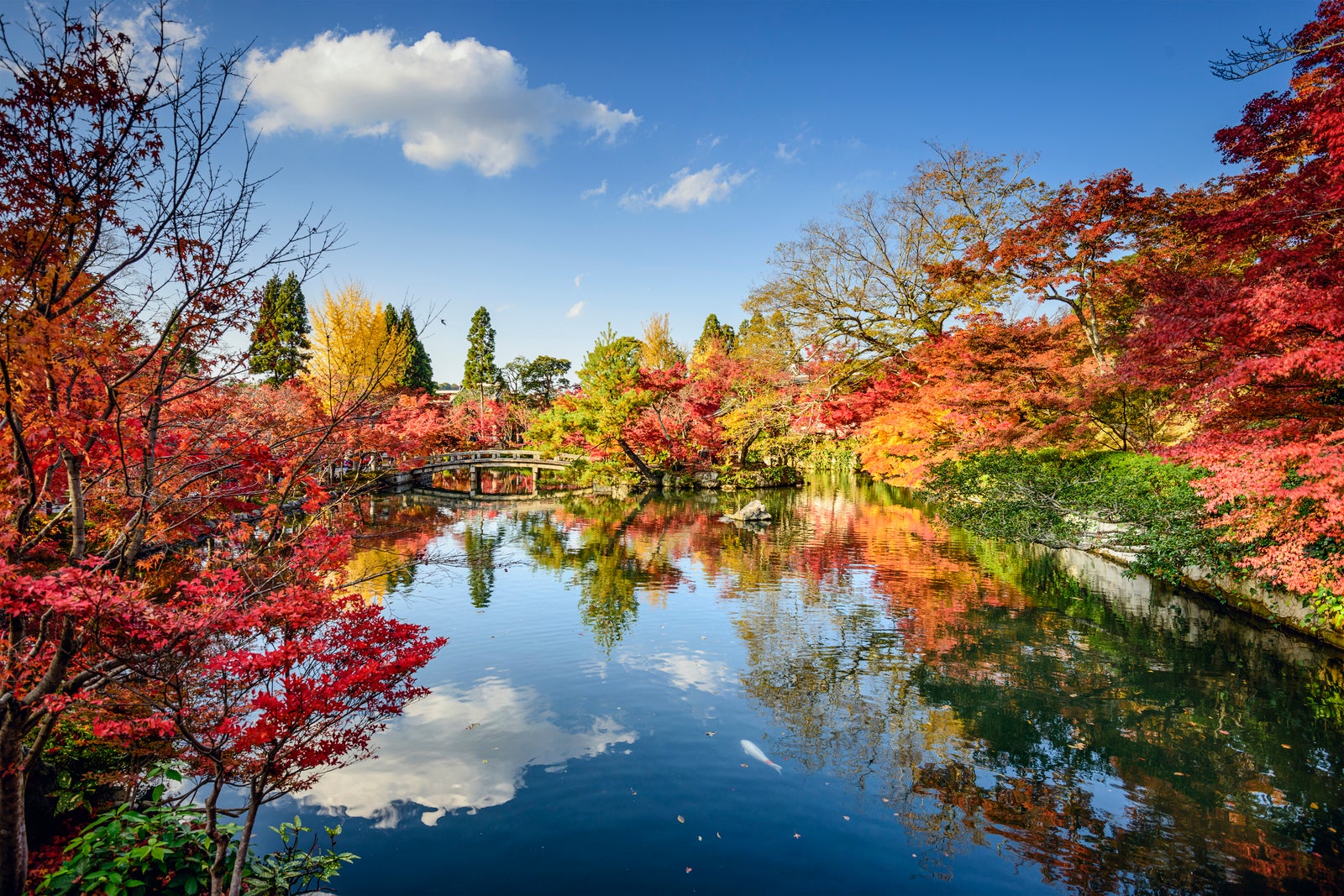 Kyoto, Japan fall foliage view. 