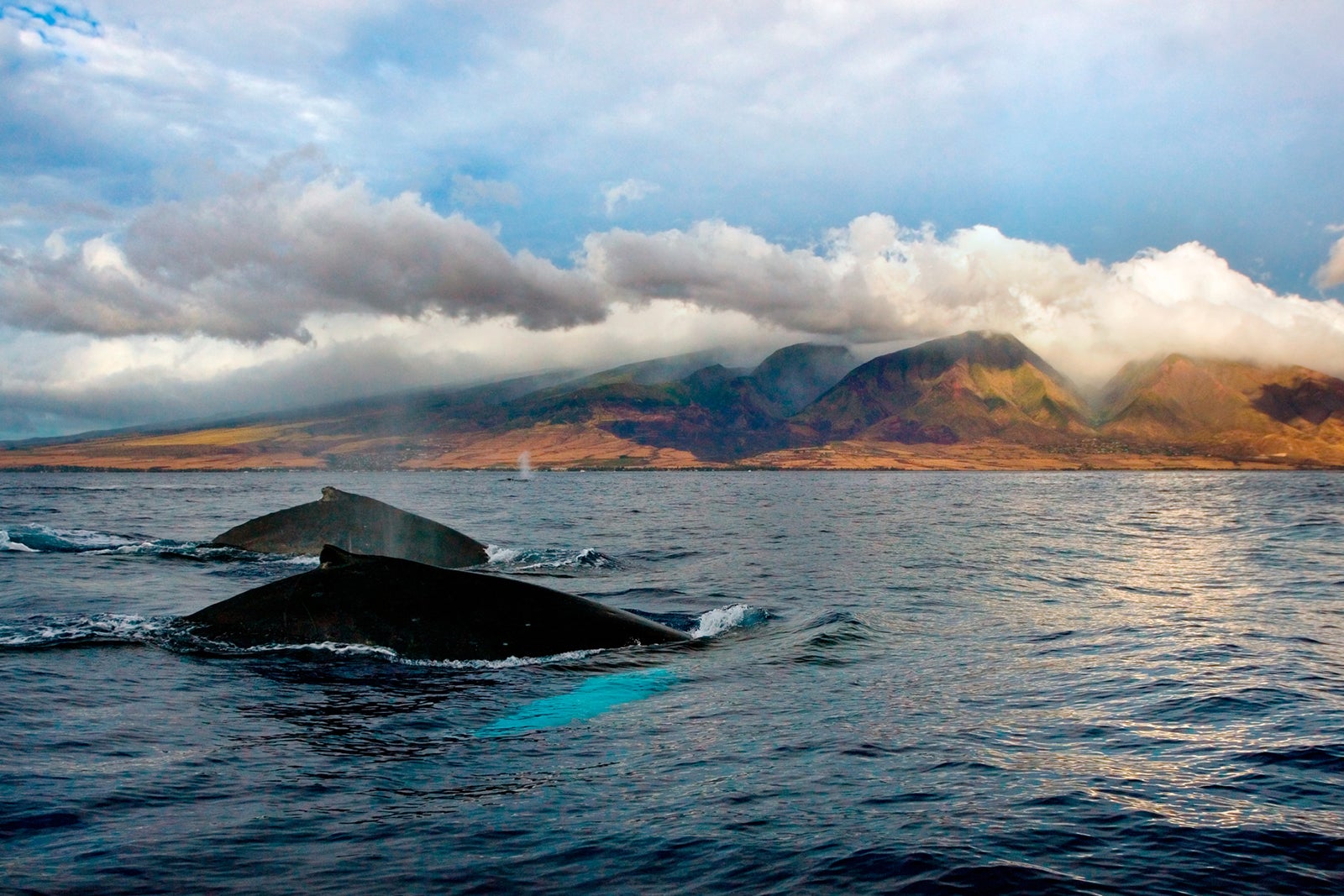 A pair of whales breaching the water off the coast of Hawaii