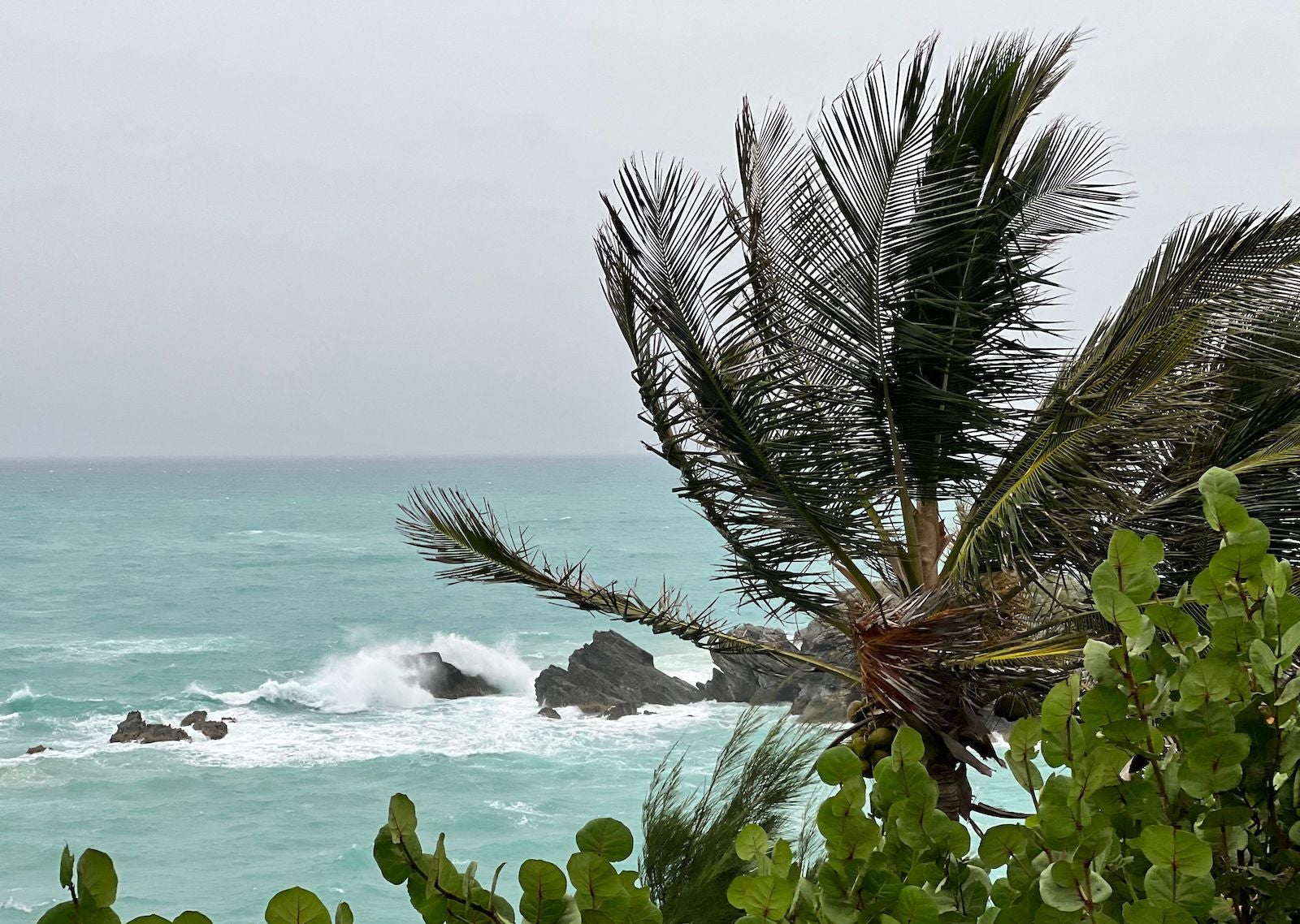 A palm tree blows in the wind in Bermuda as Hurricane Fiona approaches. 