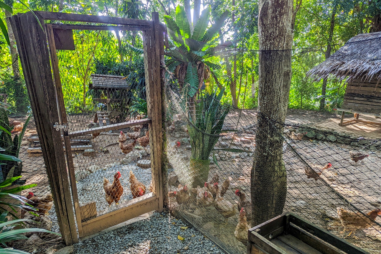 Six Senses Yao Noi hens