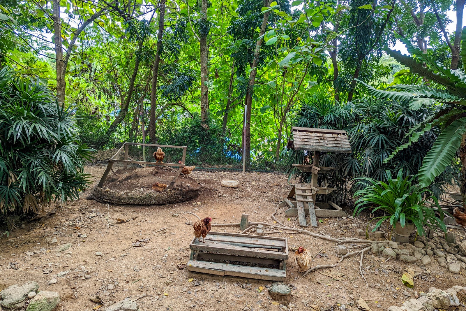 Six Senses Yao Noi hens