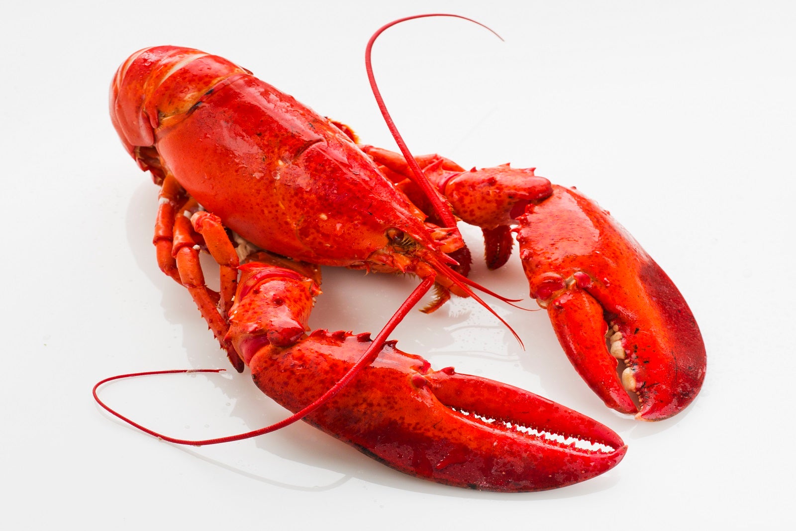 Hold the lobster: Two major cruise lines to charge extra for some once-free dinner items