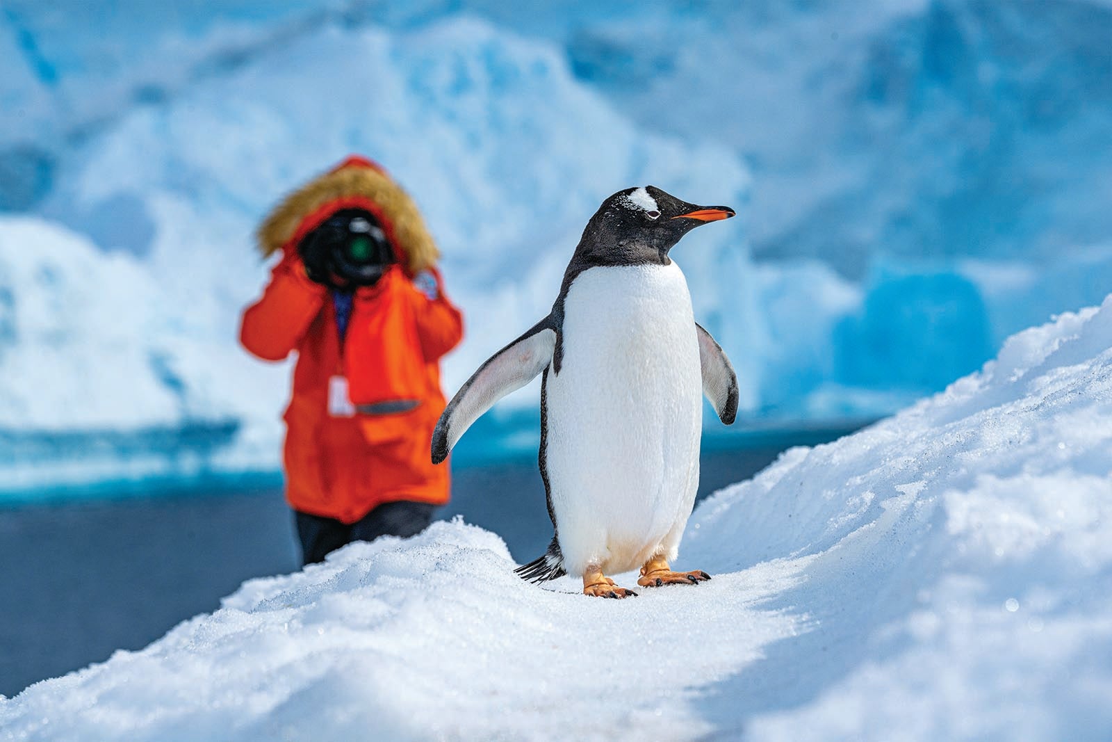 Person photographing penguin in Antarctica