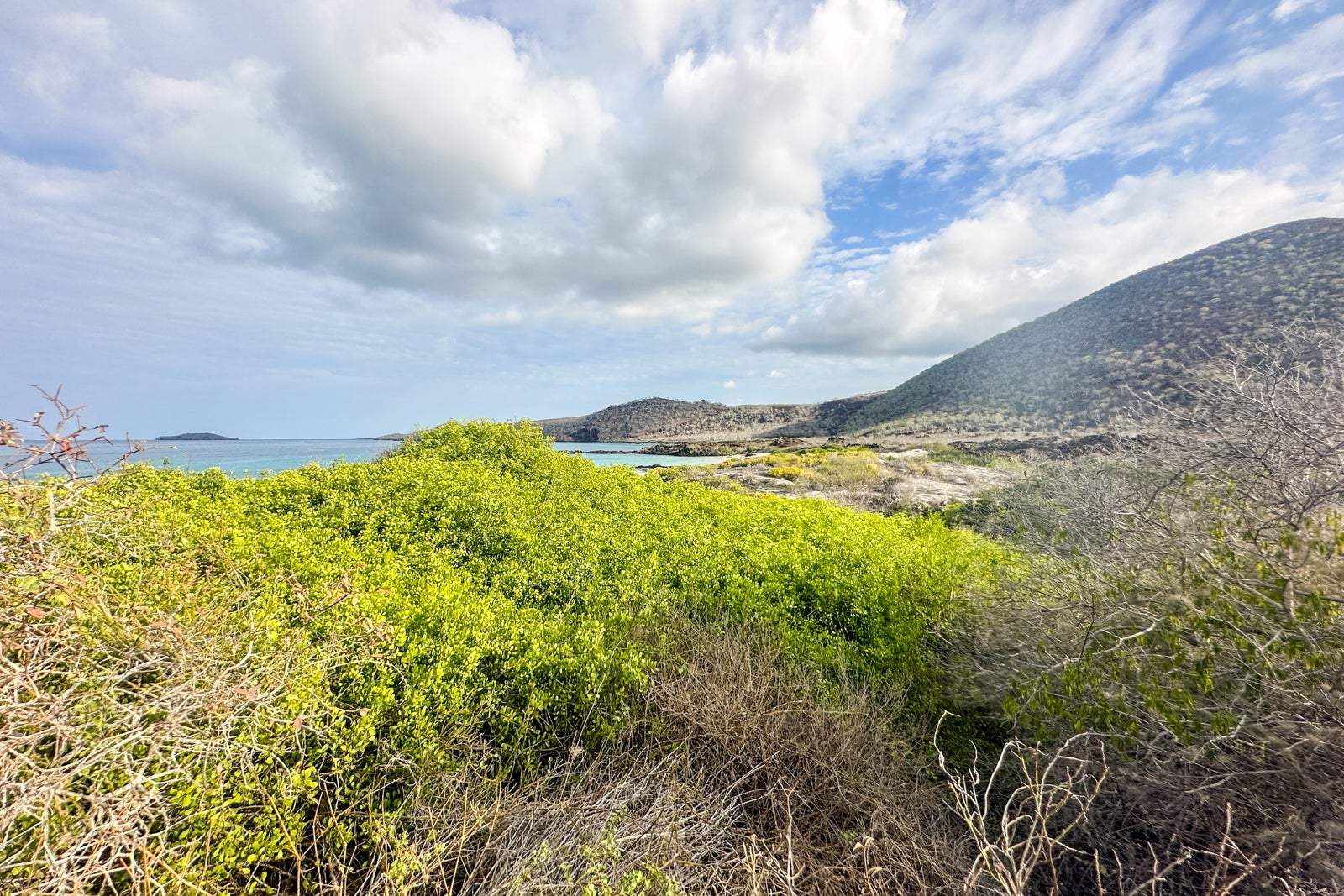 shrubbery and ocean view