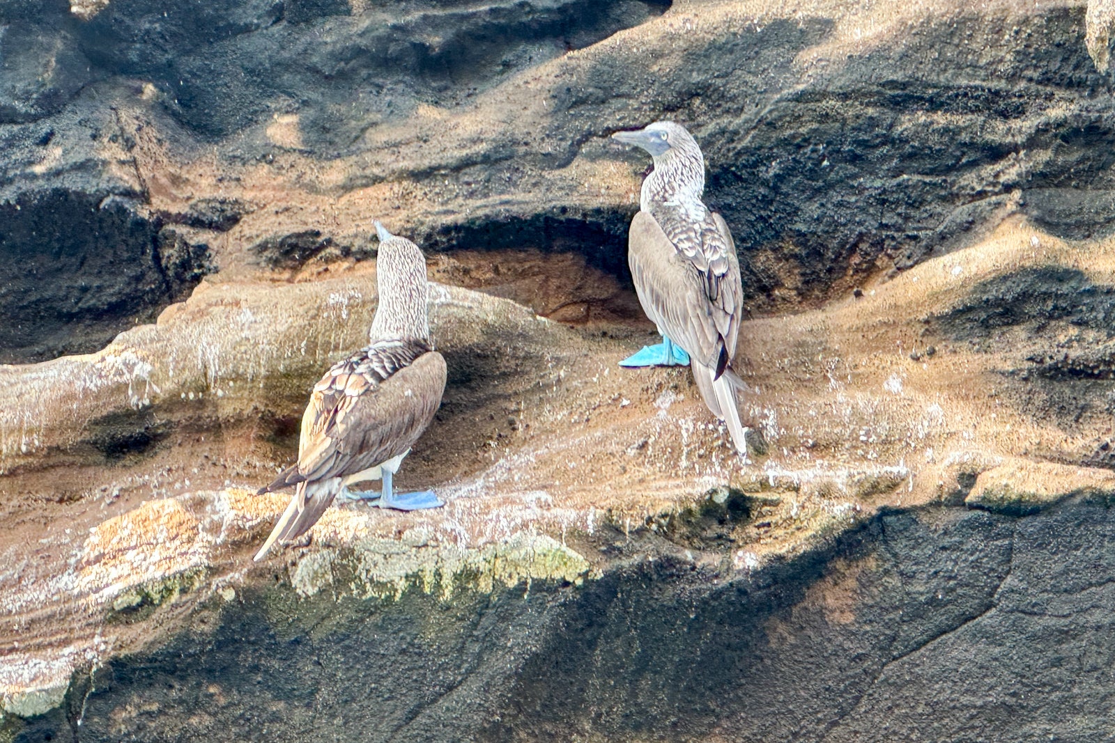 birds sitting on rock