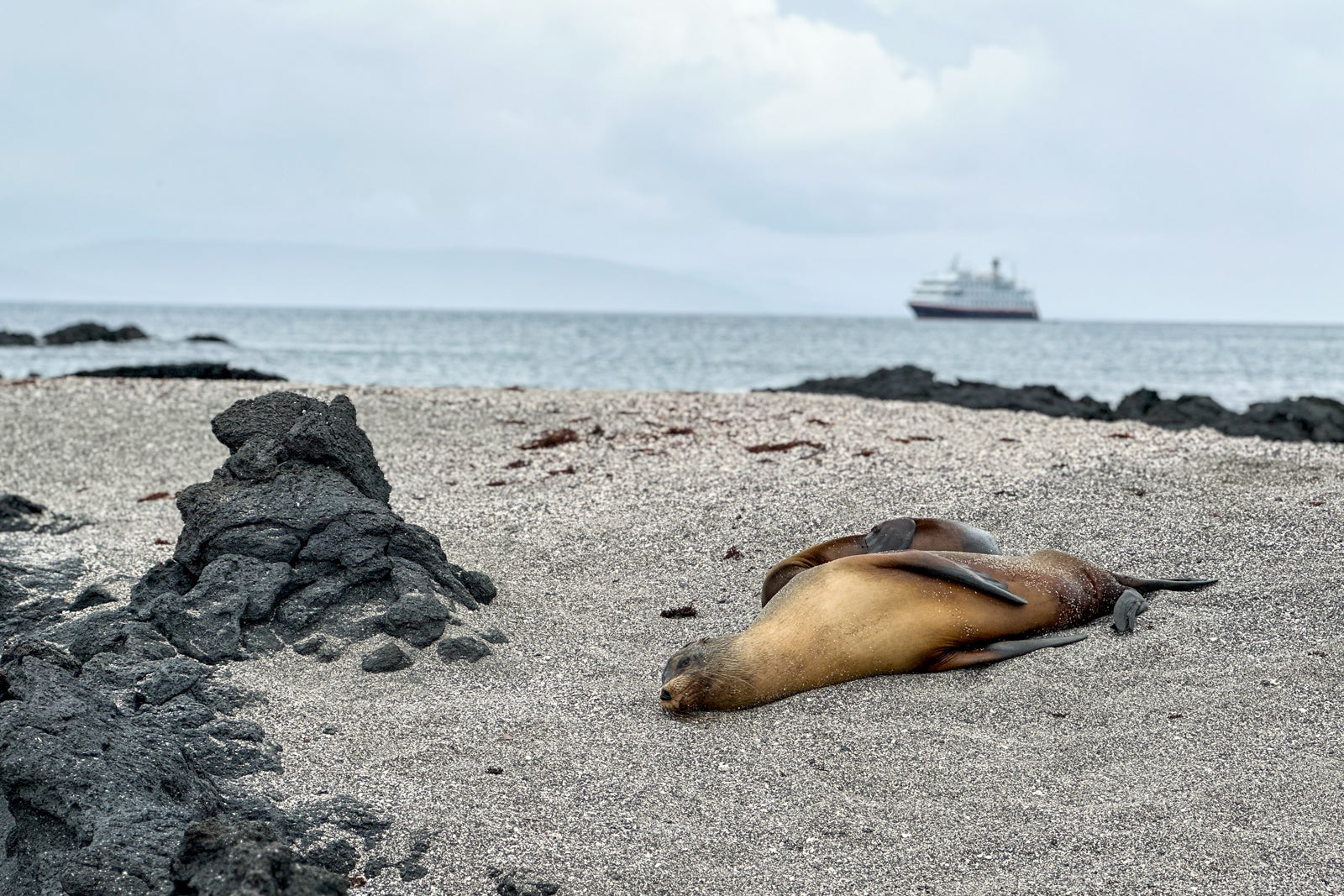 A seal on the Galapagos Islands