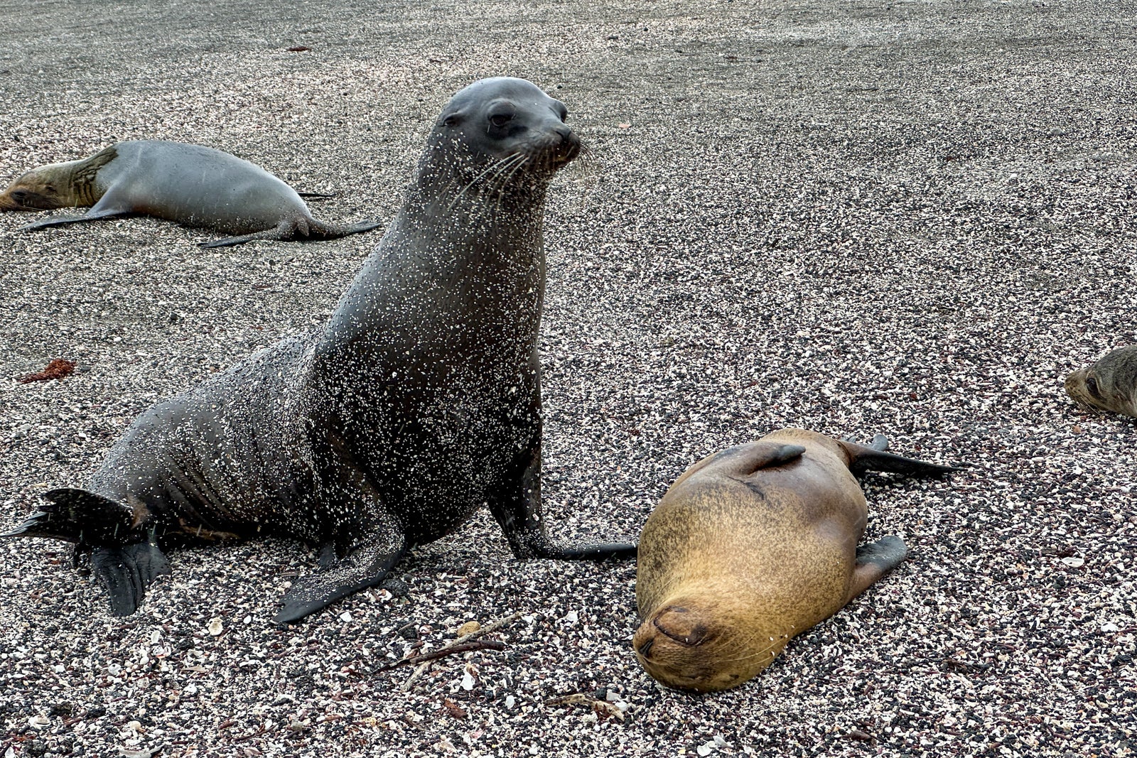 Sea lions pose on a rocky beach in the Galapagos Islands.