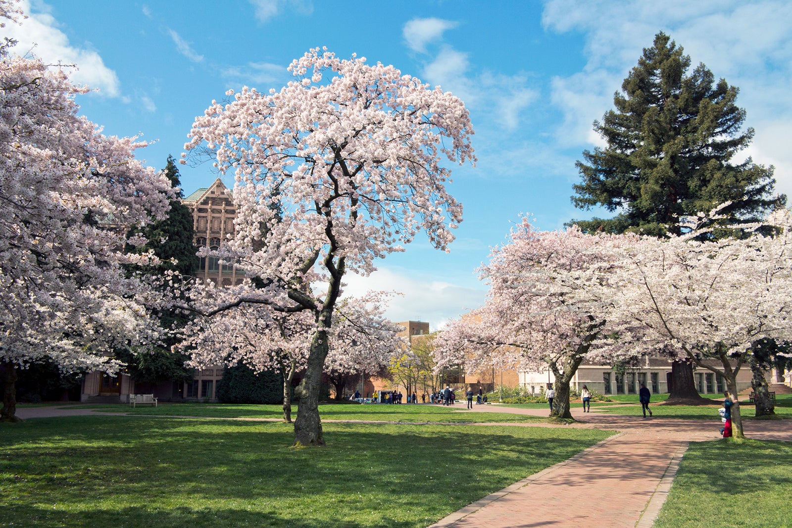 The 10 best places to see cherry blossoms across the US this spring