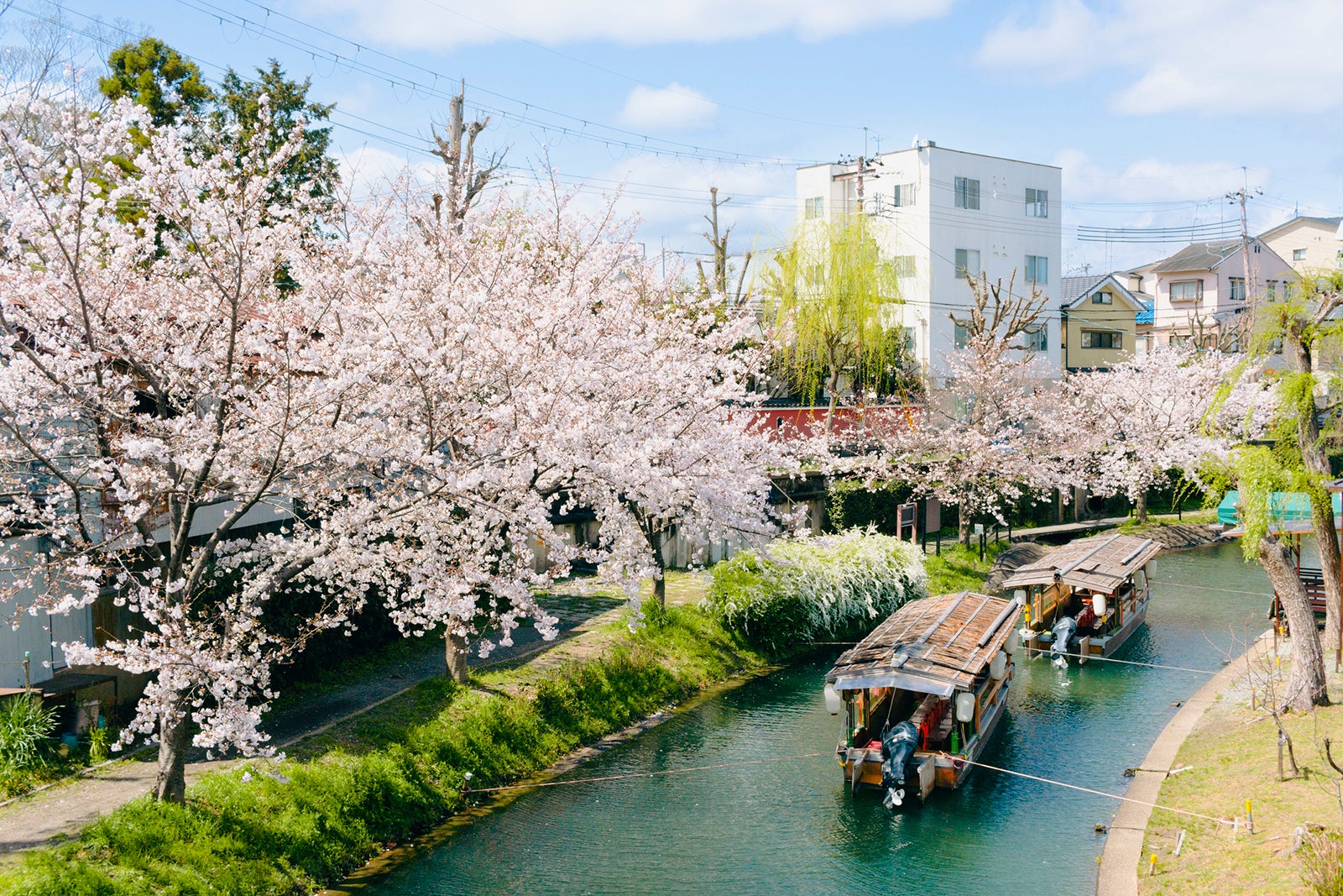 Recreational boats tied up on the Uji River with blooming cherry blossoms