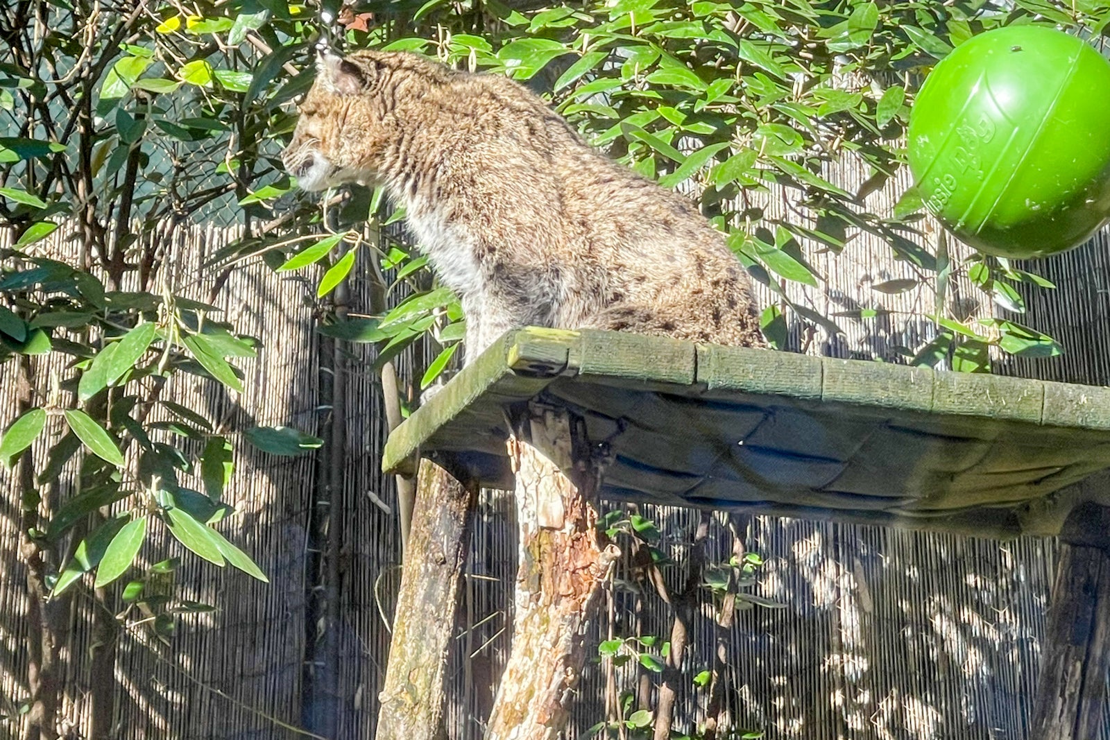 Leopard at the National Zoo