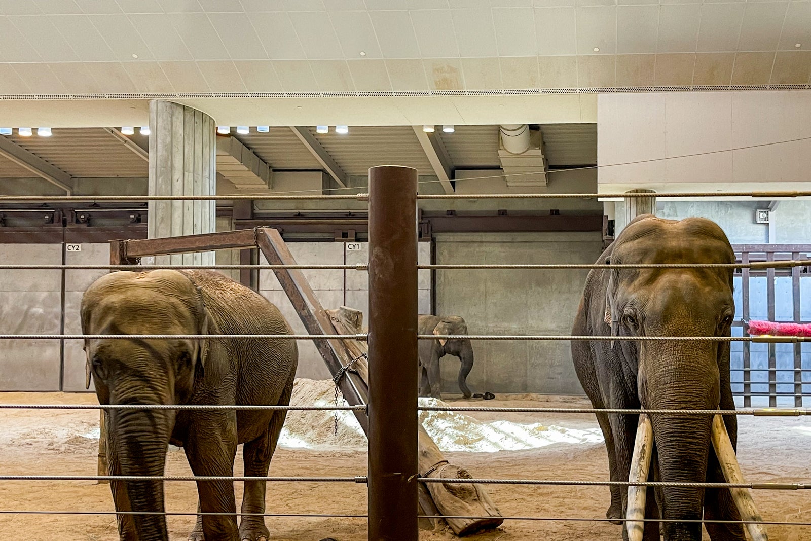 Elephants at the National Zoo