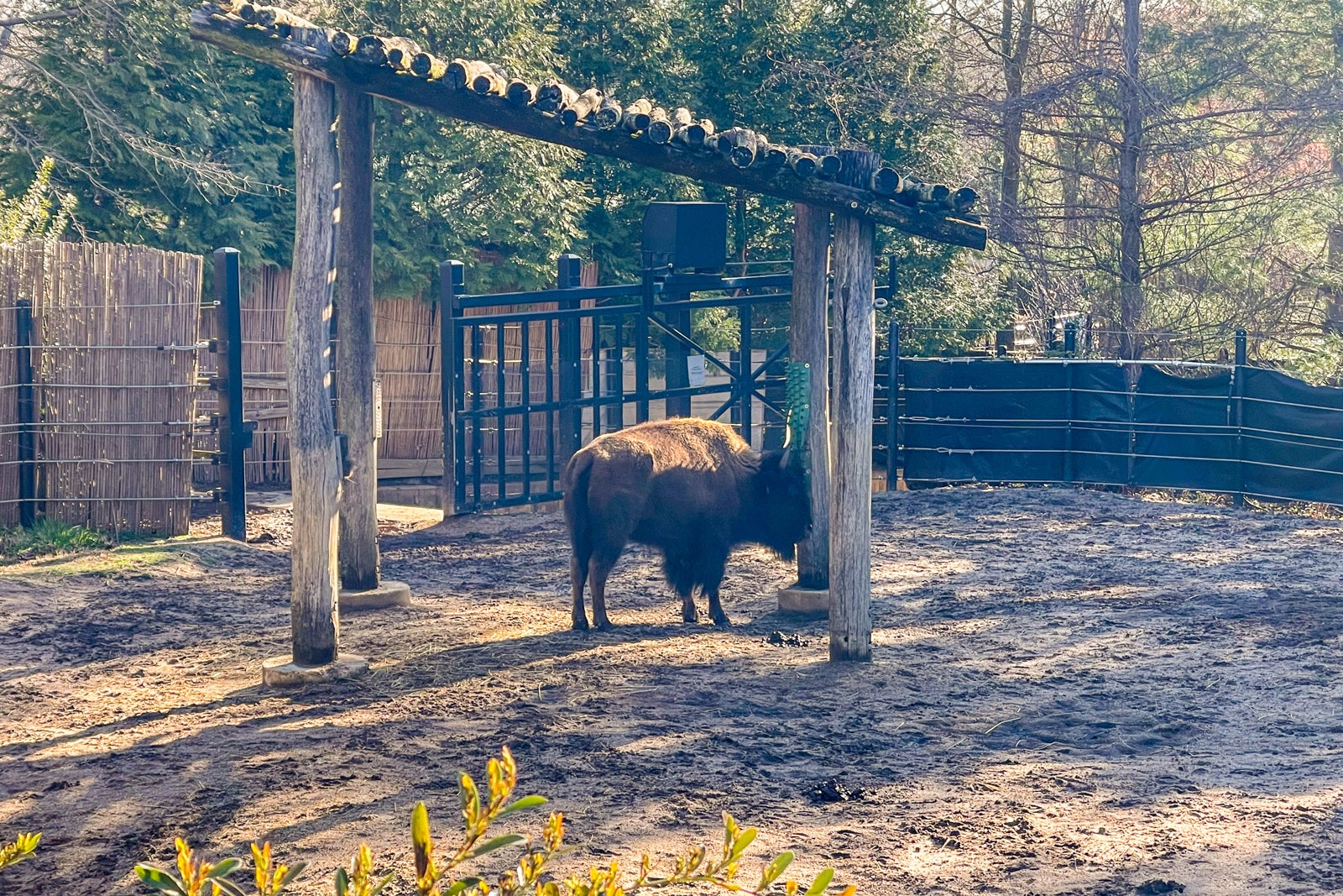 Bison at the National Zoo