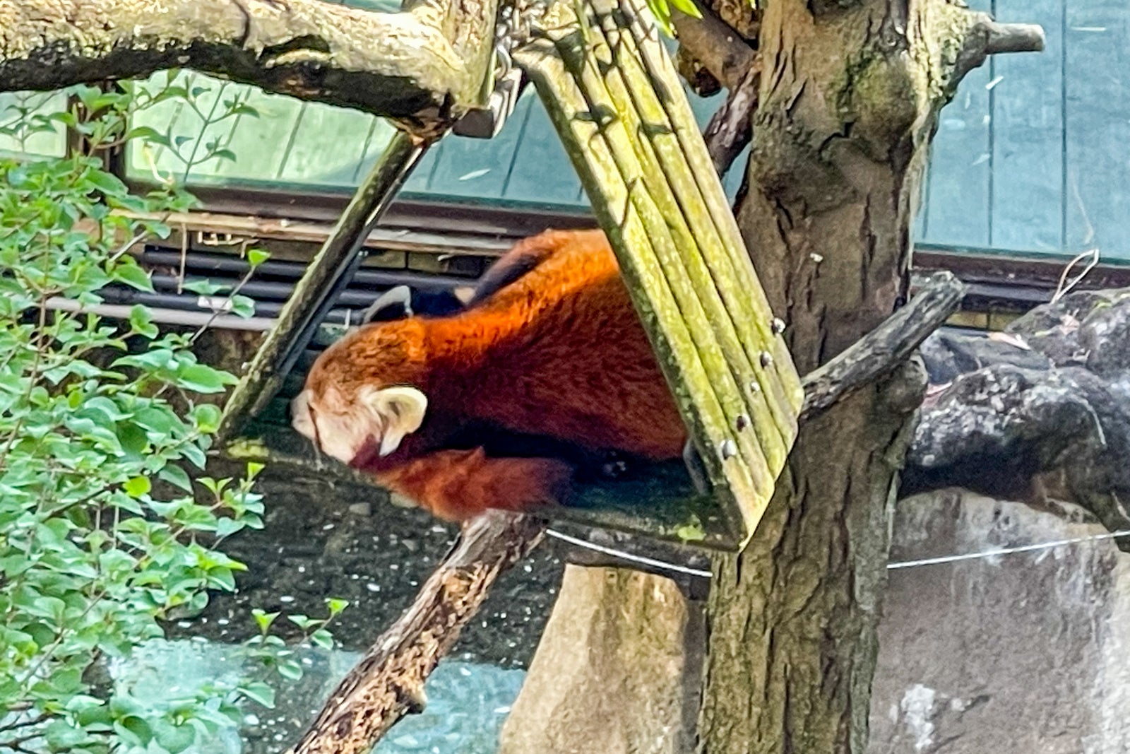 Red panda at the National Zoo