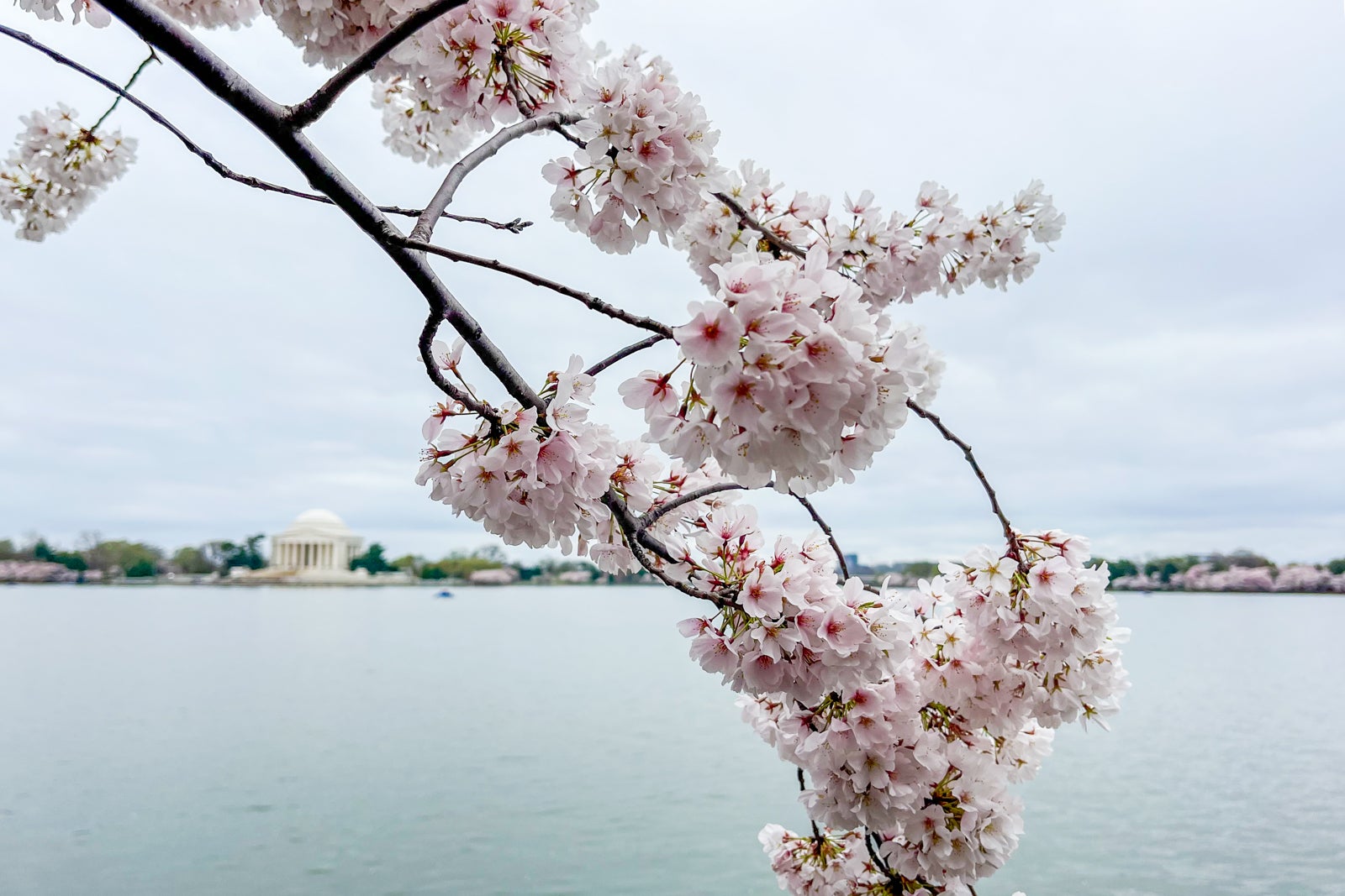 National mall DC tidal basin