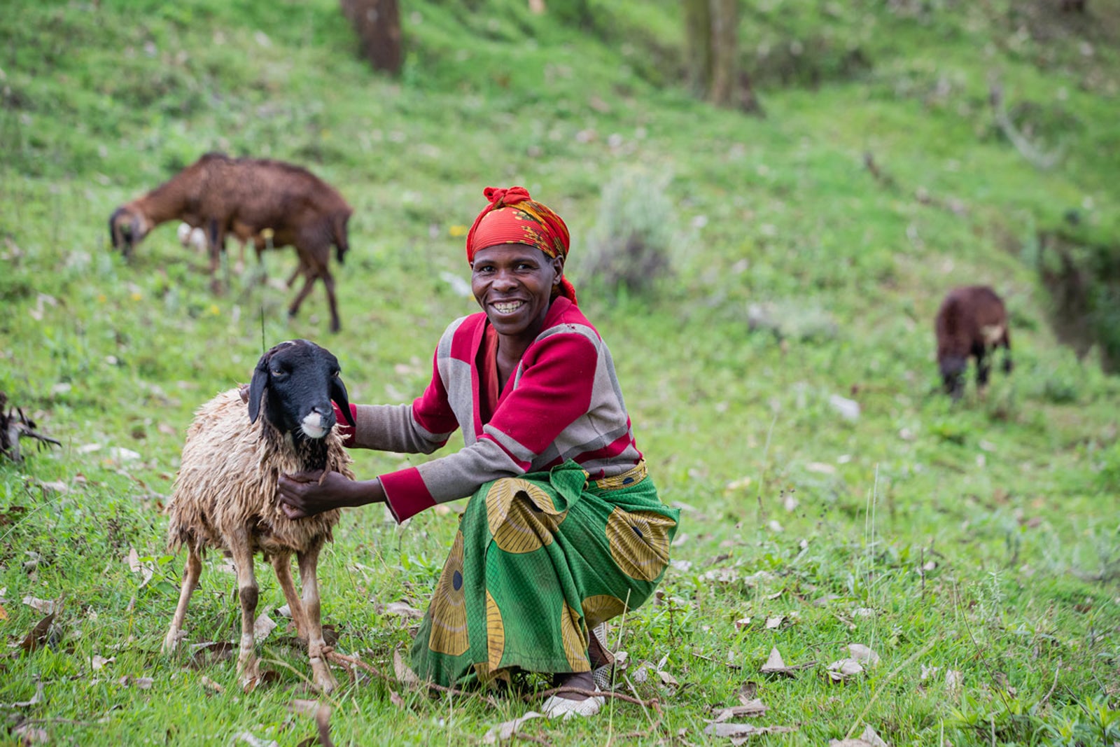 A Rwandan woman cares for a sheep donated to her family by Volcanoes Safaris.