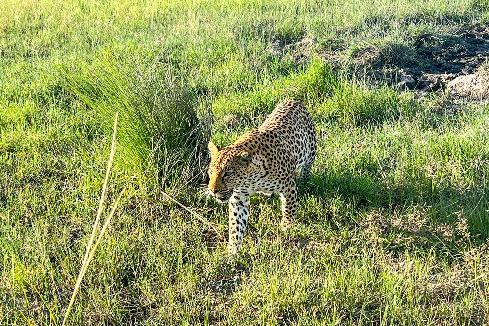 A leopart walks through the grass in Botswana.