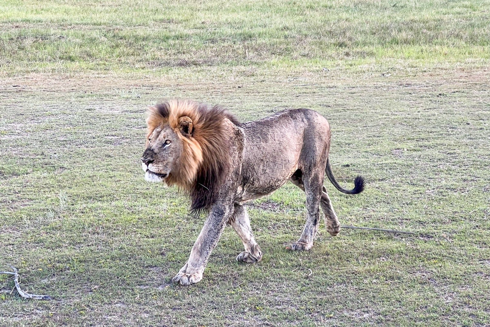 A lion stalks his prey in Botswana.