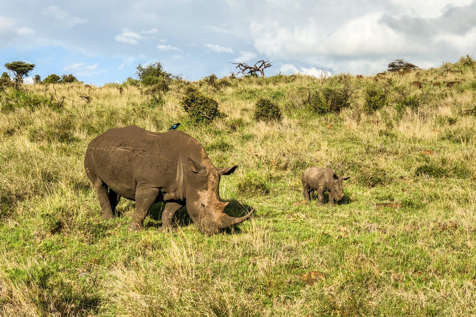 Many safari companies support rhino anti-poaching and conservation efforts.