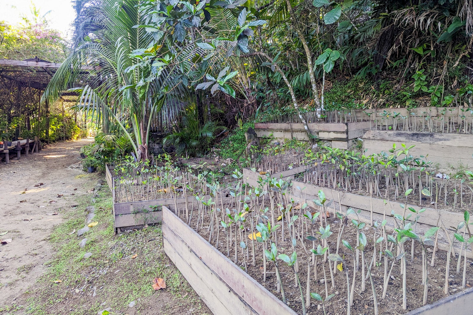 Nanuku Fiji mangrove planting