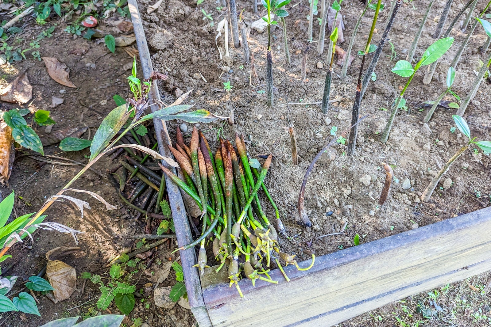 Nanuku Fiji mangrove planting