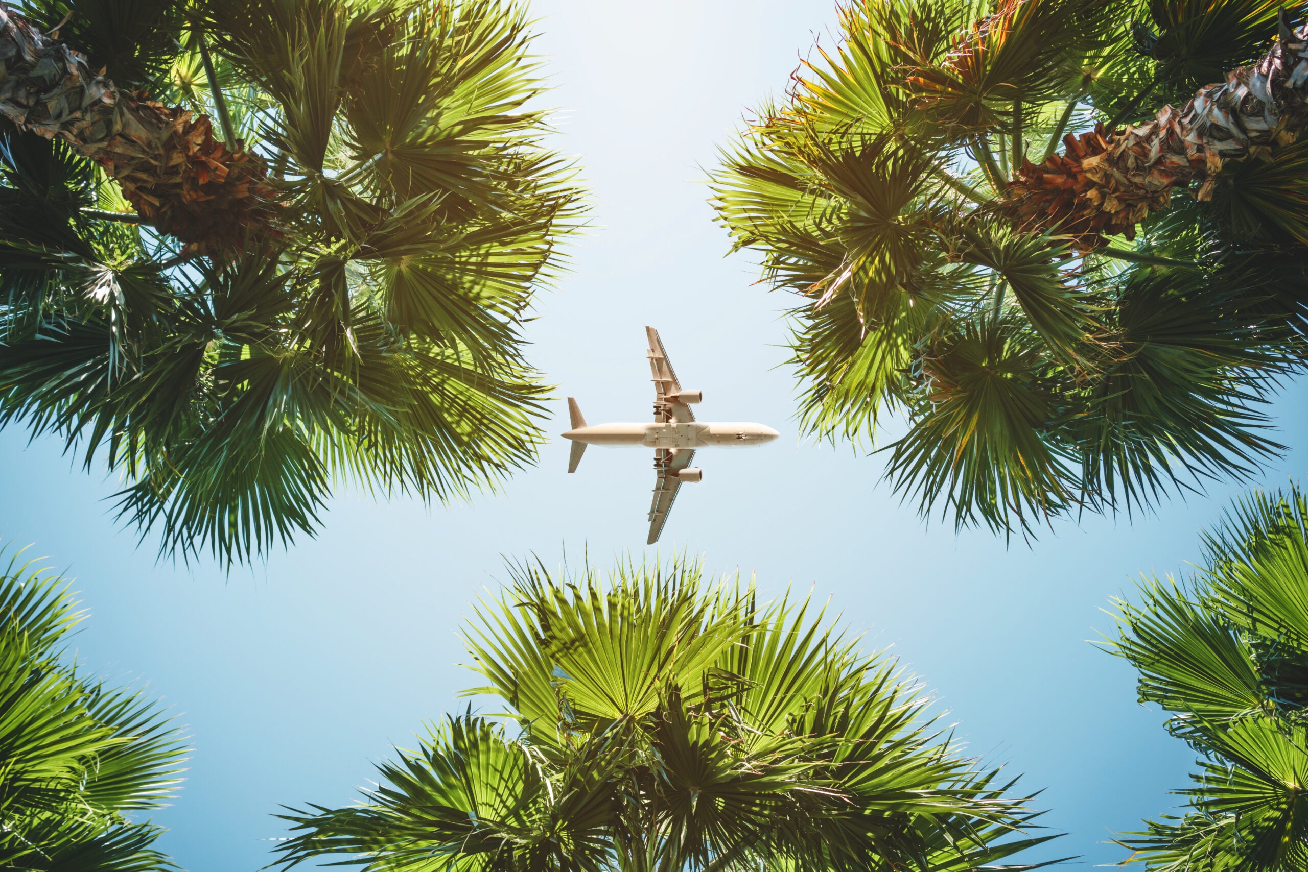 airplane flying over trees