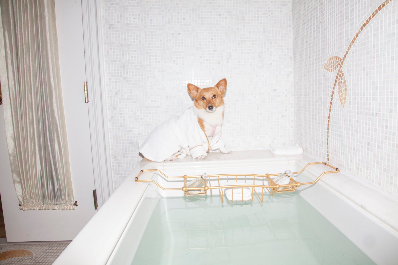 puppy at bath