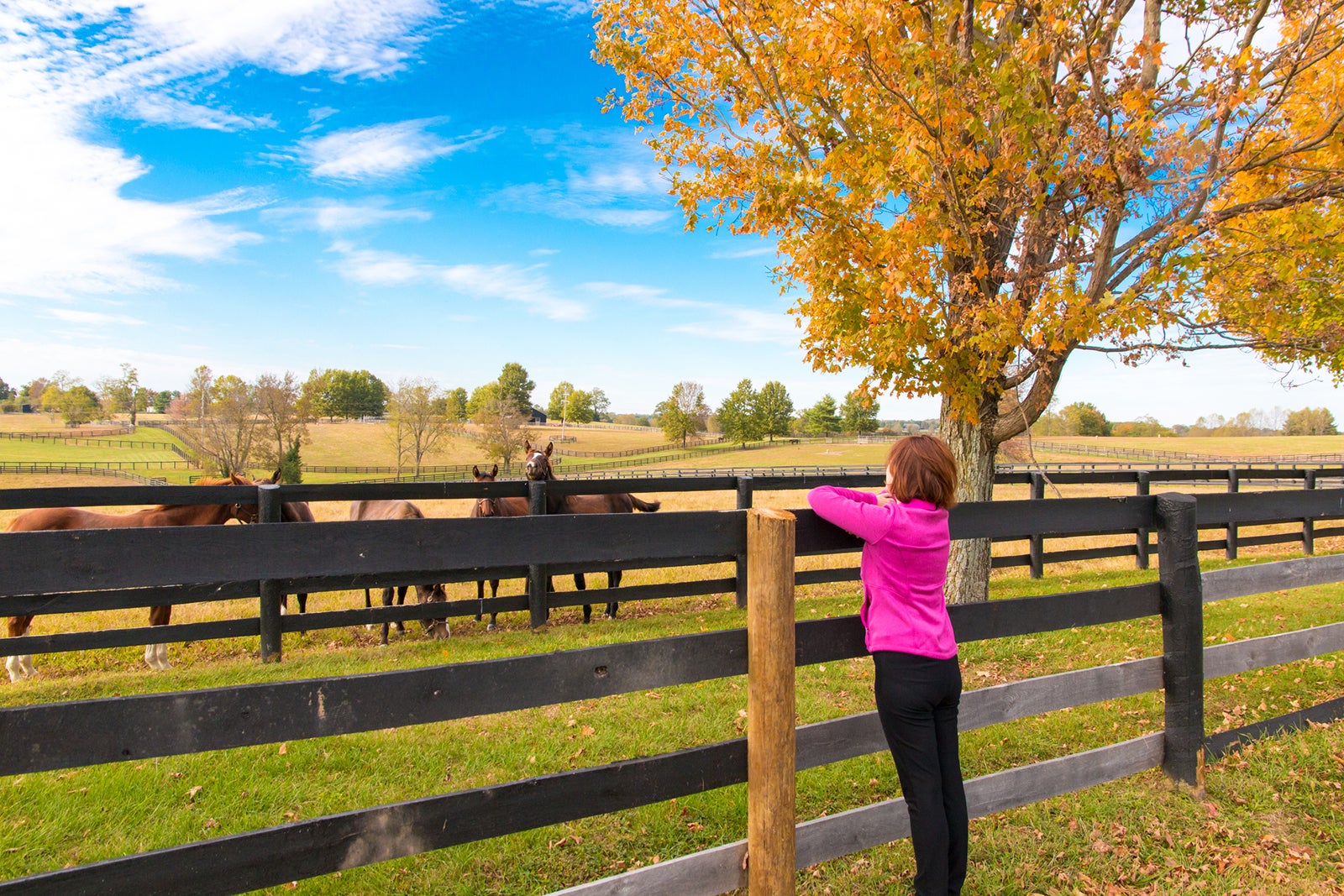 Woman admiring horses from behind a fence