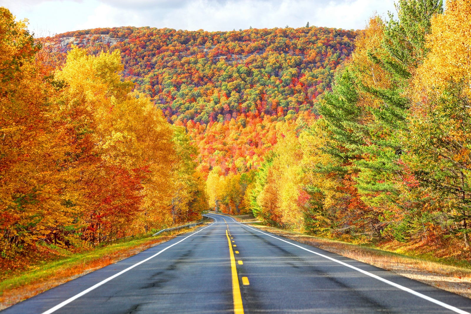 a road leads into a forest of yellow, orange, red and green trees