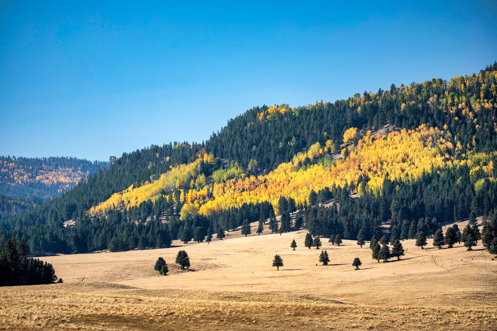 patches of bright yellow trees surrounded by green trees on a hill