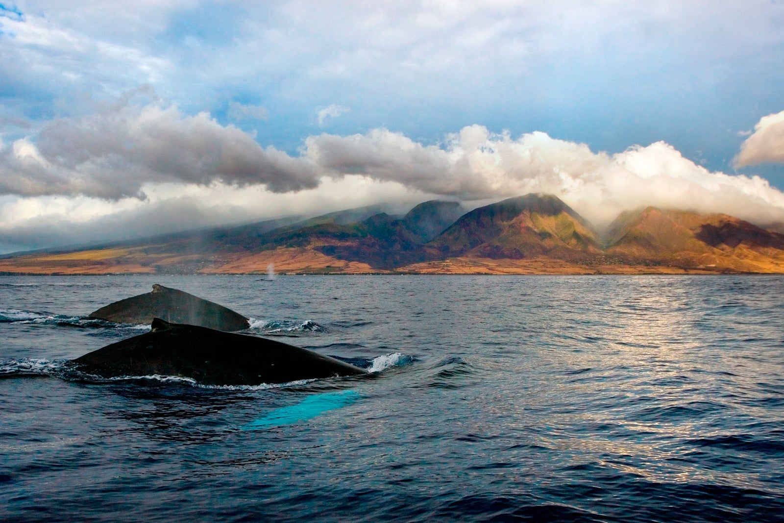 Humpback whale vista