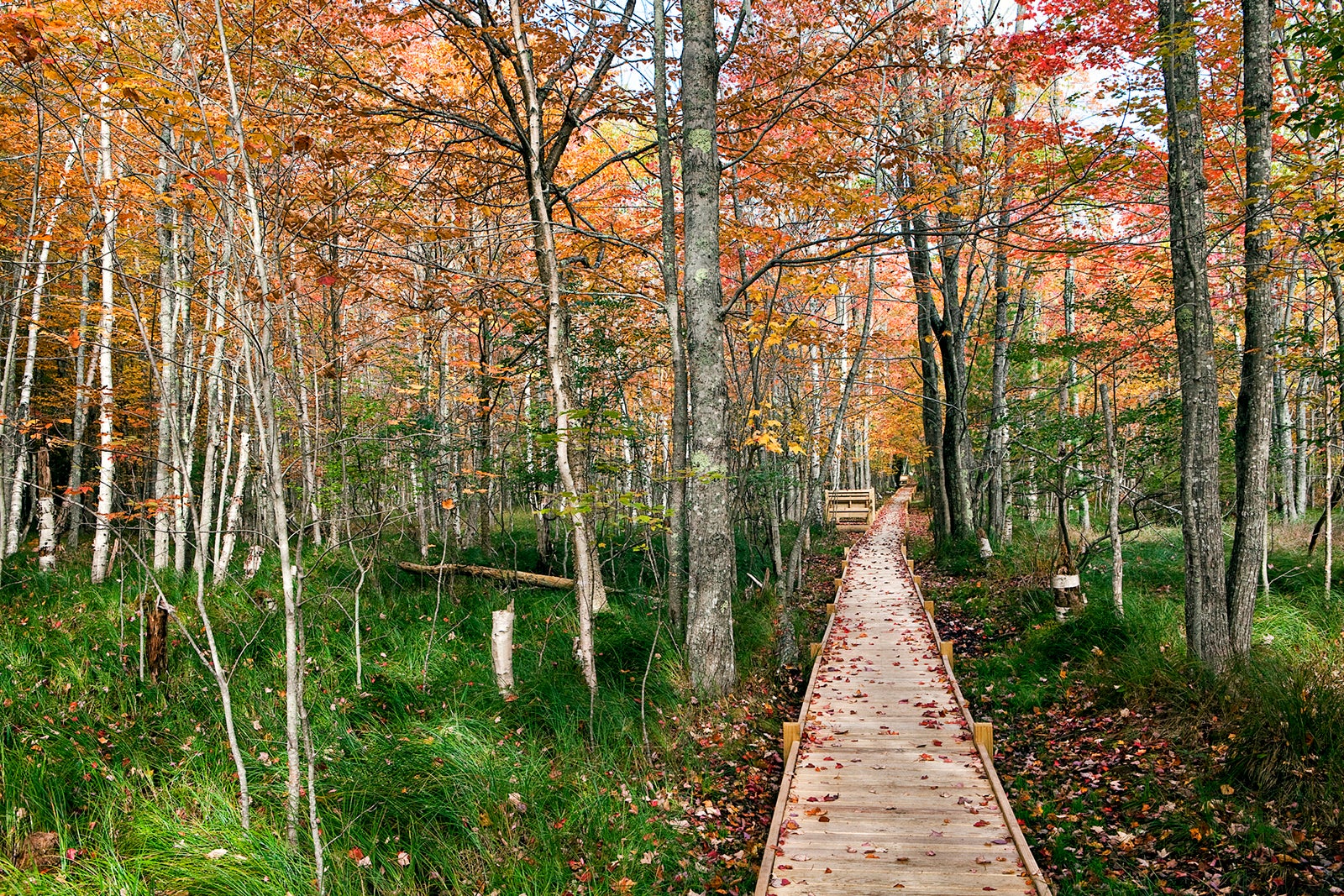 Jesup Trail Boardwalk at Sieur de Monts in Acadia National Park in the fall. 