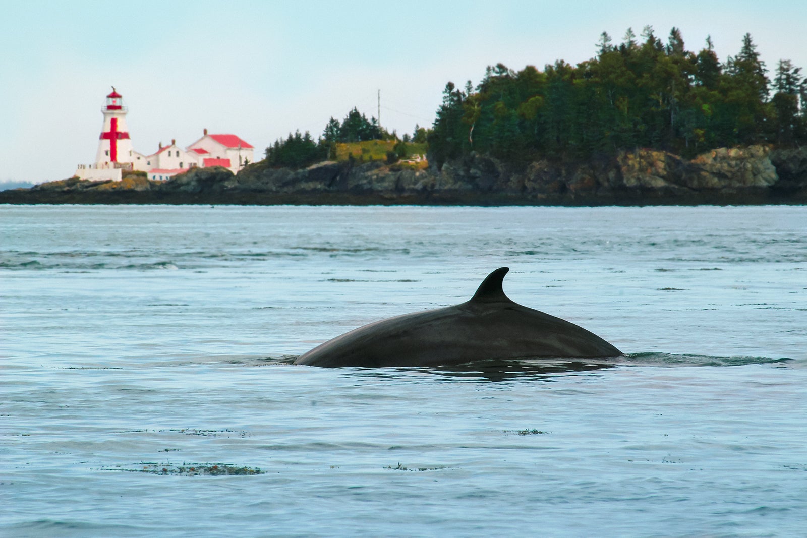 Minke whale on the Bay of Fundy in New Brunswick, Canada