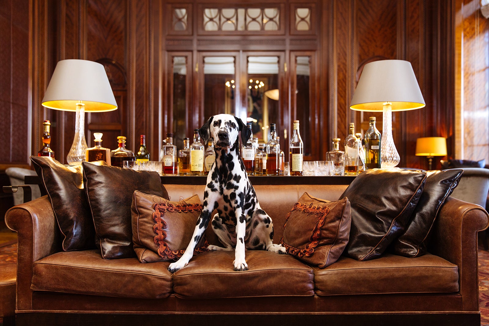 A dalmatian sits on a sofa at the Park Hyatt Vienna