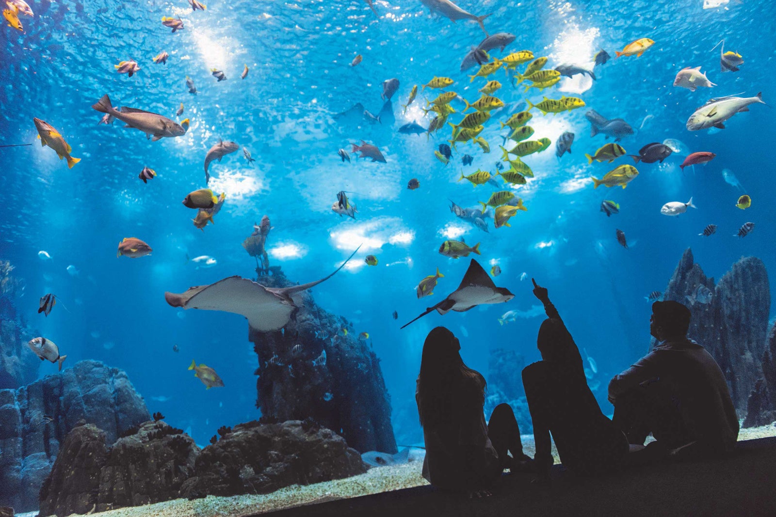 a group of people stands in front of a large aquarium with rays and yellow fish